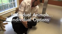 Holistic Veterinarians in Nashville Holistic Veterinarians in Nashville