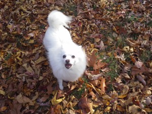 Gentry KeKe Pycnogenol Pet Treatments (French Maritime Pine Bark Extract)