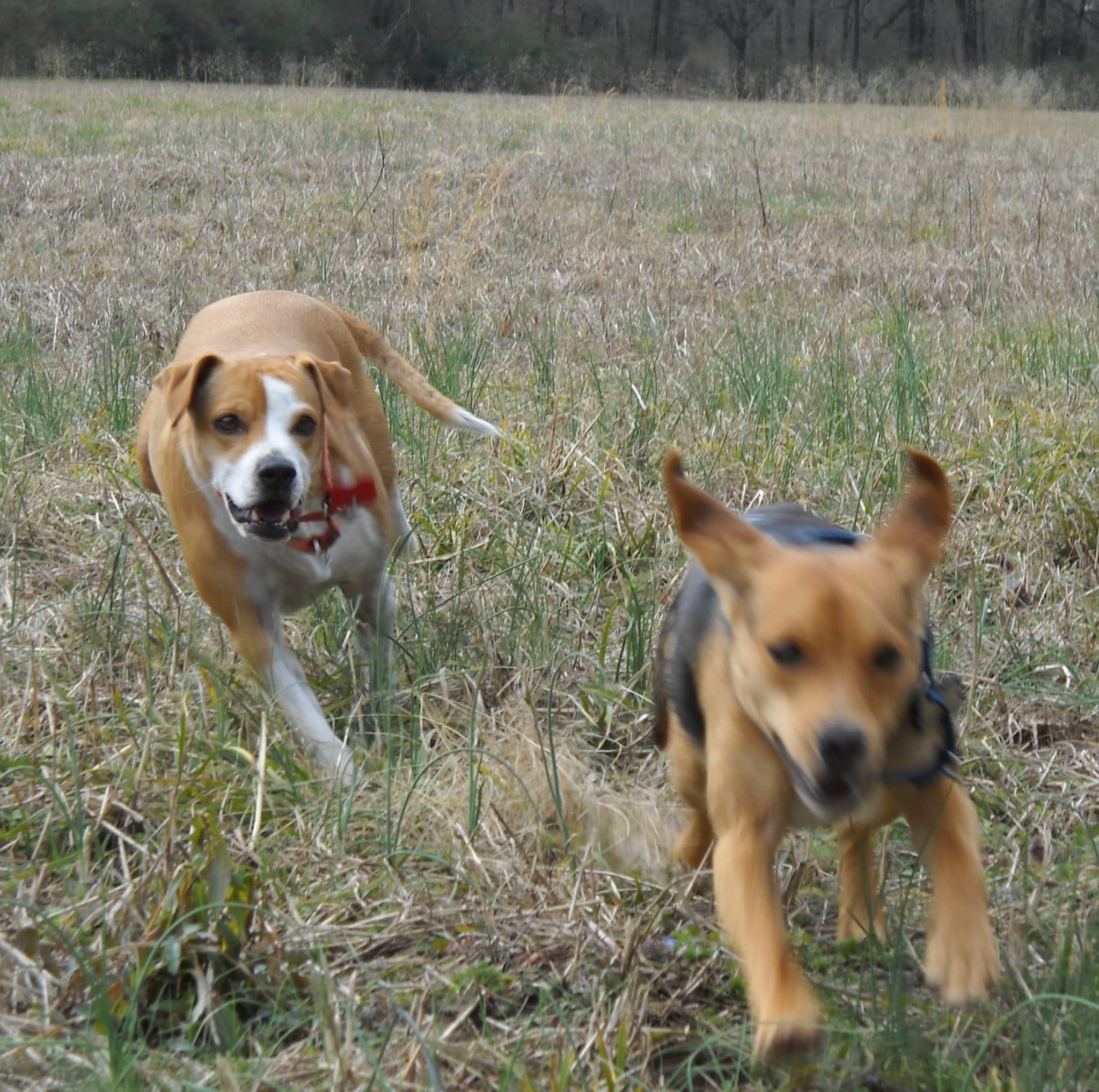 dogs-need-exercise-for-happy-healthy-lives-nashvilletnvet