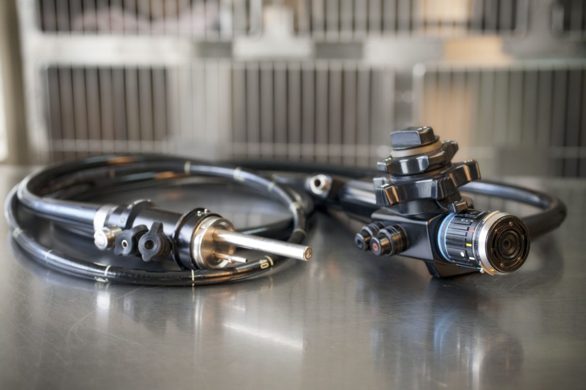 Veterinary Endoscopy Exam for Dogs, Cats & Horses