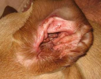 Veterinary Compounded Drugs