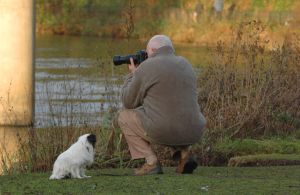 Zeel: Homeopathic Arthritis Pain Relief for Dogs and Cats