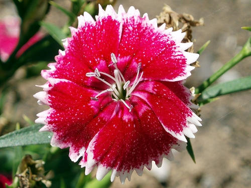 dianthus health benefits