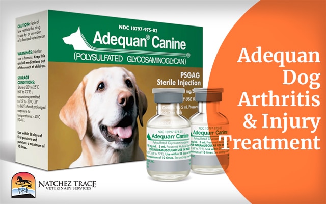 Adequan Dog Arthritis & Injury Treatment