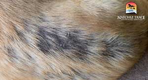 Alopecia-darker-in-the-areas-where-the-hair-loss-occurs