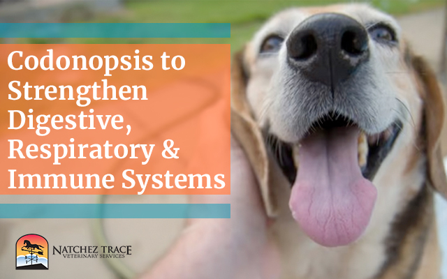 Codonopsis Health Benefits for Dogs and Cats