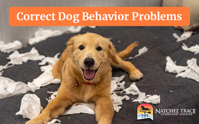 Correct Dog Behavior Problems