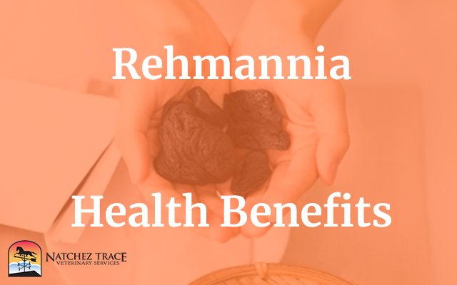 Rehmannia Health Benefits: Strengthens Kidneys, Adrenals, Blood