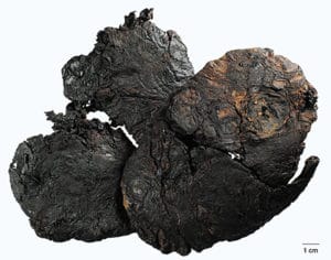 Dried Rehmannia Root, also called Radix Rehmanniae or Dihuang. Photo courtesy of TCM.org.