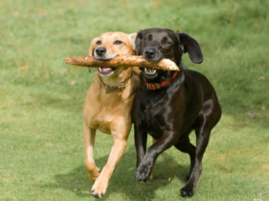 Dog Fish Oil Arthritis Treatment