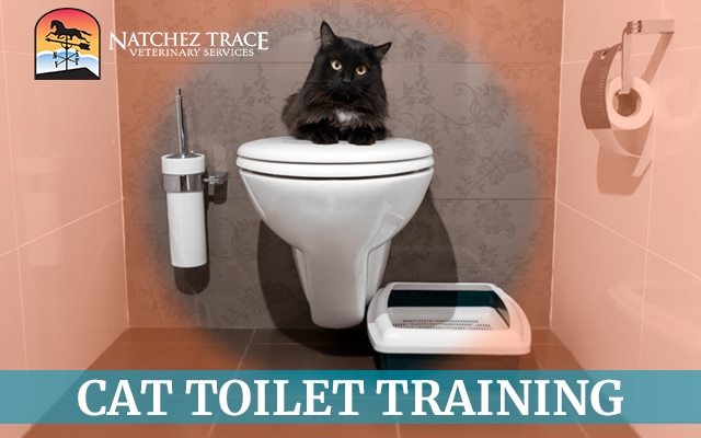Cat Toilet Training