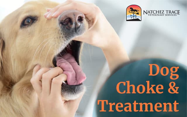 Dog Choke & Treatment