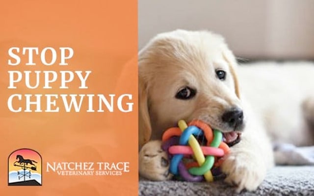 How To Stop Puppy Chewing Problems