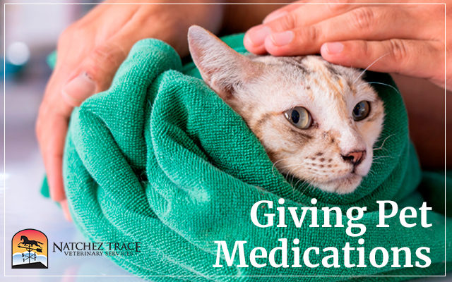 Giving Pet Medications