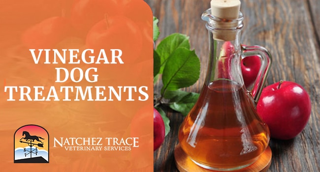 Image for Vinegar Dog Treatments