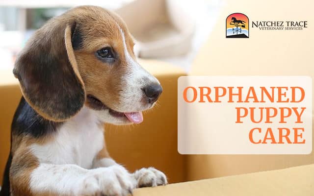 Orphaned Puppy care