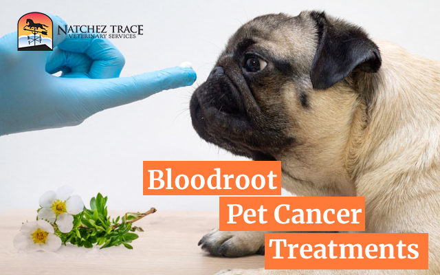 Bloodroot Pet Cancer Treatments