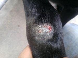 Resistant Staph Infection on Foreleg
