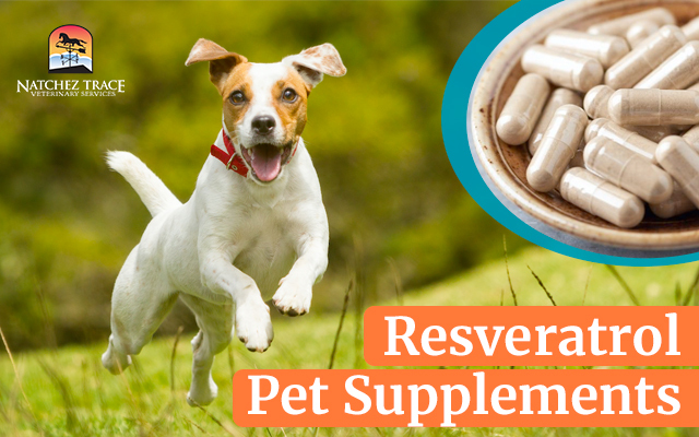Resveratrol Pet Supplements
