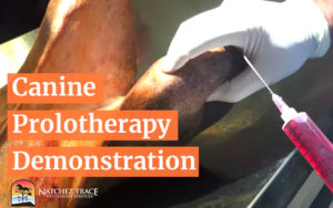 Watch A Canine Prolotherapy Demonstration