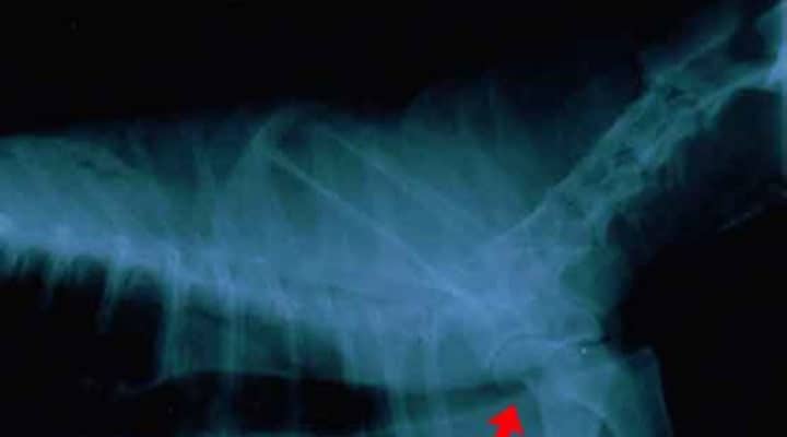 Tracheal Collapse in Dogs
