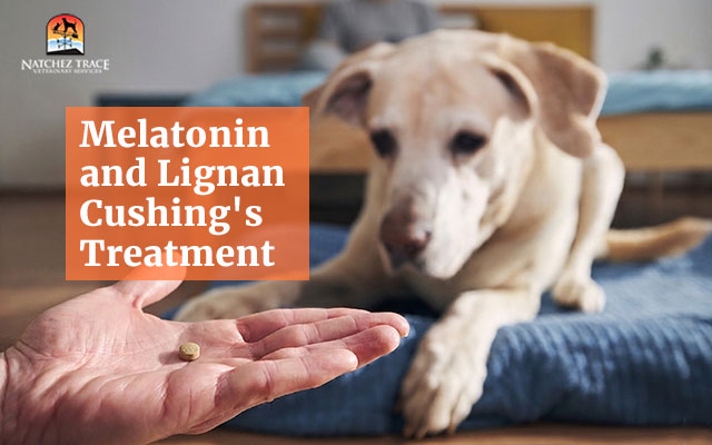 Melatonin and Lignan Cushing's Treatment