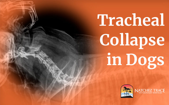 Tracheal Collapse in Dogs: Diagnosis and Treatment