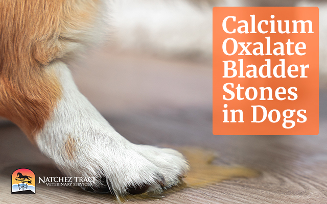 Calcium Oxalate Bladder Stones in Dogs; Prevent the Recurrence