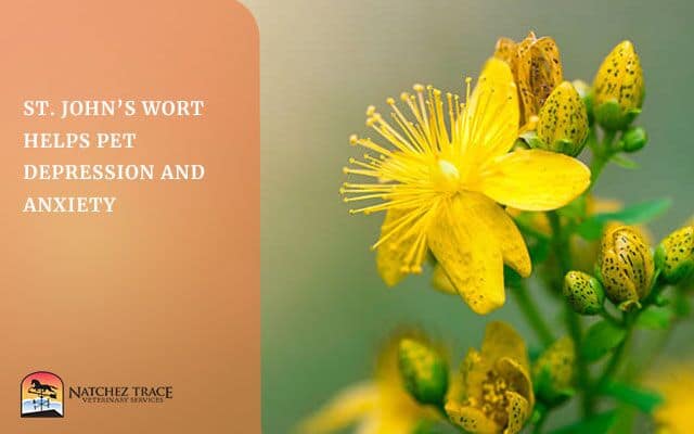 Image for St. John's Wort Herbal Remedy Aids in Pet Depression and Anxiety