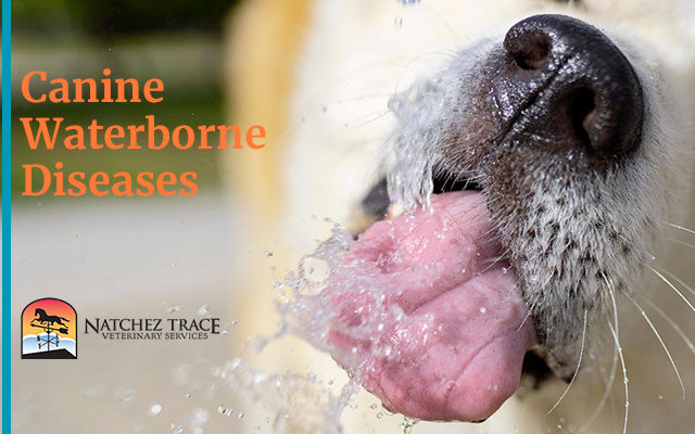Waterborne Diseases Affecting Dogs: Giardiasis And Leptospirosis