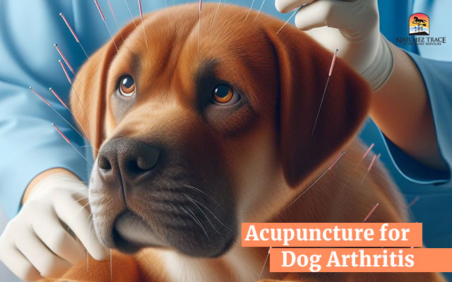 How Acupuncture for Dog Arthritis Pain Works Wonders