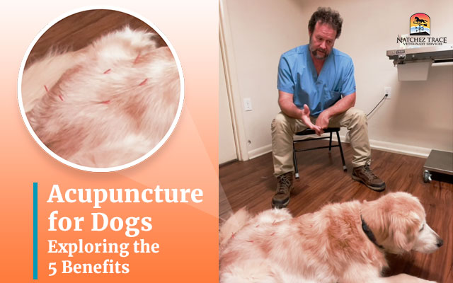 Acupuncture for Dogs: Exploring the 5 Benefits