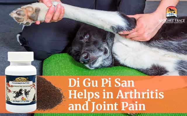 Di Gu Pi San Helps in Arthritis and Joint Pain in dogs cats and horses