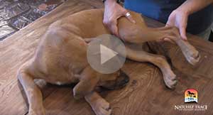 Easy DIY Massage You Can Do at Home | Arthritis and joint pain in dogs