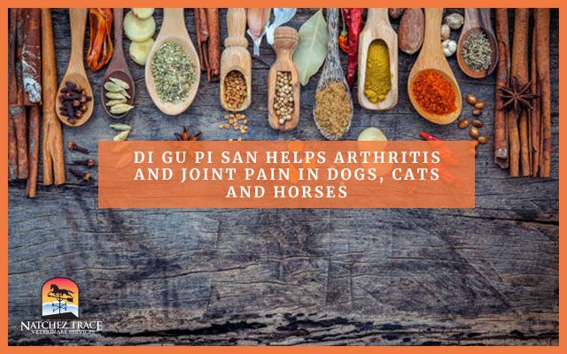 Image for Di Gu Pi San Helps in Arthritis and Joint Pain in Dogs, Cats & Horses