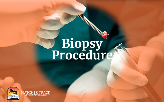Biopsy Procedure for Dogs and Cats