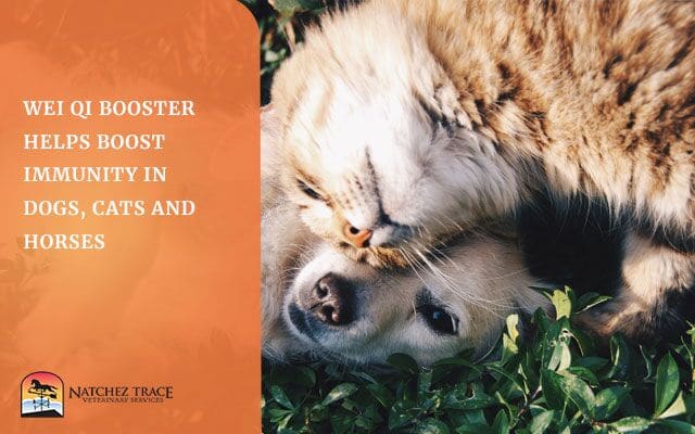 Image for Wei Qi Booster Boosts Immunity in Dogs, Cats and Horses