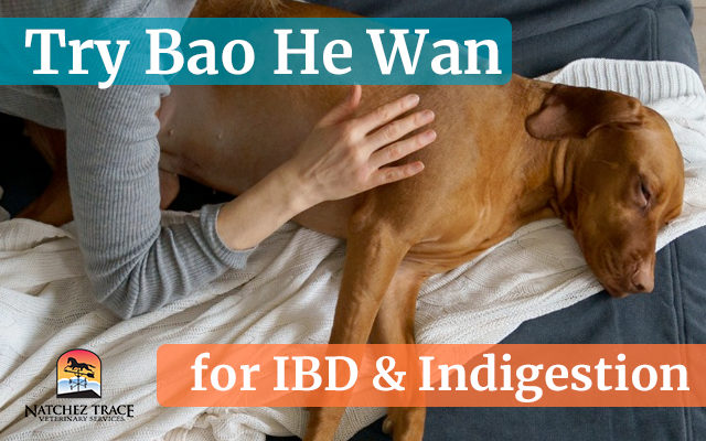 Bao He Wan Helps in Chronic IBD and Indigestion in Dogs, Cats, and Horses