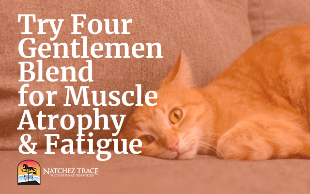 Four Gentlemen Herbal Blend Helps Fatigue and Muscle Atrophy in Dogs, Cats & Horses