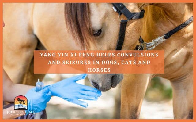 Image for Yang Yin Xi Feng Helps Convulsions and Seizures in Dogs, Cats & Horses