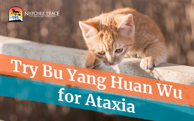 Bu Yang Huan Wu Helps with Ataxia in Dogs, Cats, and Horses