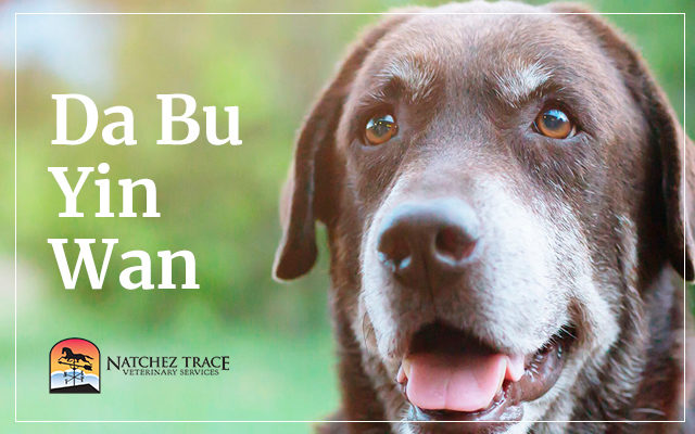 Da Bu Yin Wan Helps Renal Failure in Dogs, Cats and Horses