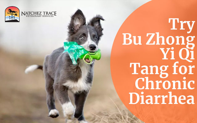 Bu Zhong Yi Qi Tang Helps with Chronic Diarrhea in Dogs, Cats & Horses