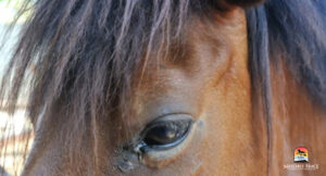 Eye problems in horses