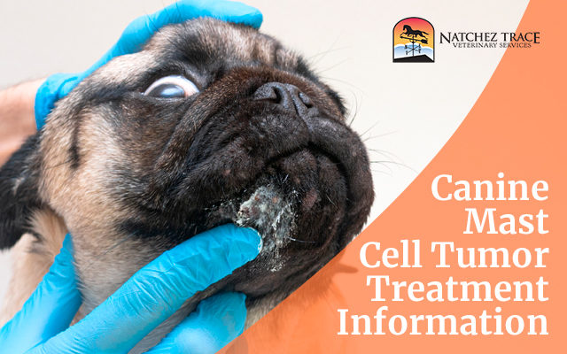 Canine Mast Cell Tumor Treatment Information