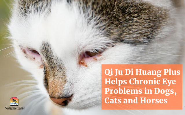 Qi Ju Di Huang Plus Helps Chronic Eye Problems in Dogs, Cats and Horses