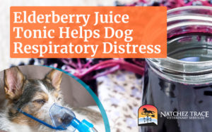 The Use of Elderberry Juice Tonic to Help a Dog with Respiratory Distress