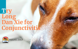 Long Dan Xie Gan Helps With Conjunctivitis in Dogs, Cats, and Horses