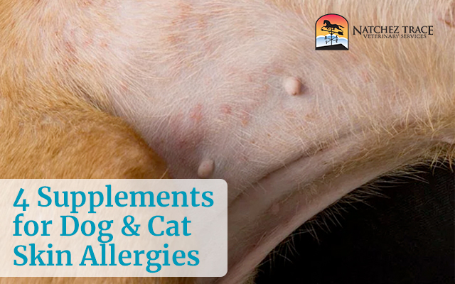 4 Supplements That Holistically Treat Dog & Cat Skin Allergies