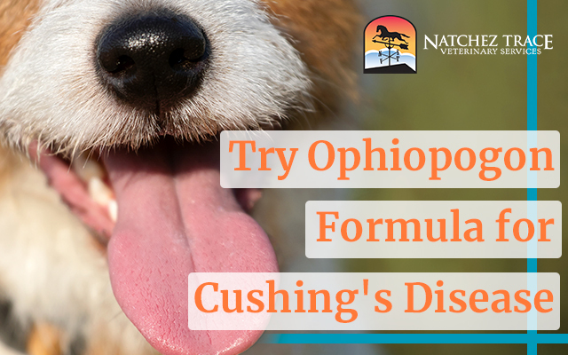 Ophiopogon Formula Treats Cushing's Disease in Dogs, Cats and Horses